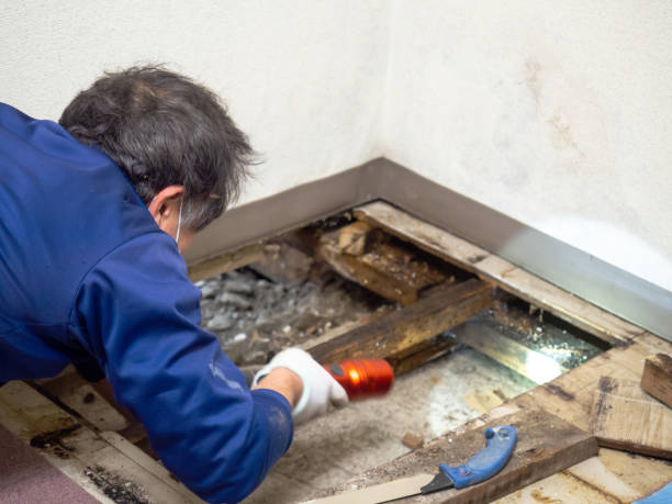 Best Water Damage Restoration  in Ruston, LA