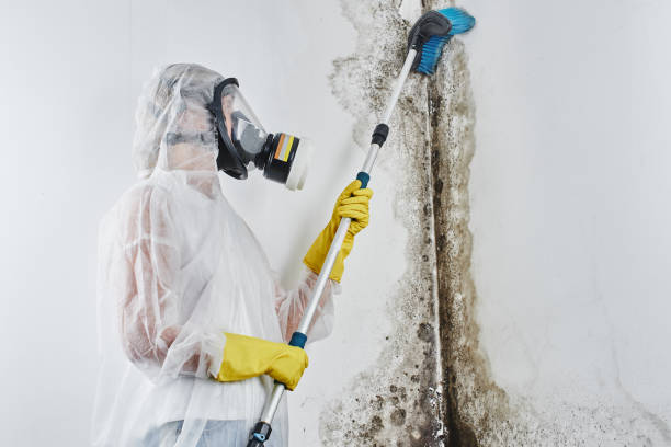 Best Fast Mold Removal  in Ruston, LA