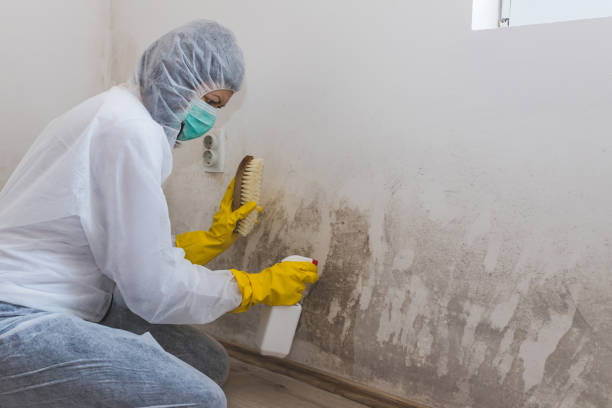 Best Best Mold Removal Companies  in Ruston, LA
