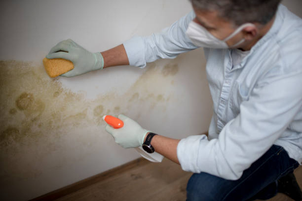 Best Mold Remediation  in Ruston, LA