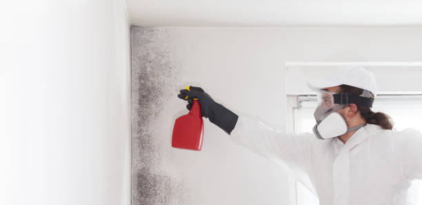 Best Affordable Mold Removal  in Ruston, LA