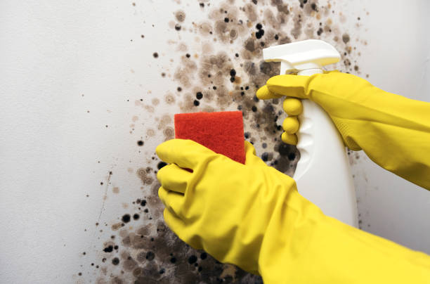 Best Affordable Mold Removal  in Ruston, LA