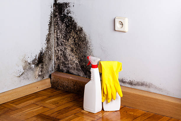 Best Black Mold Removal  in Ruston, LA